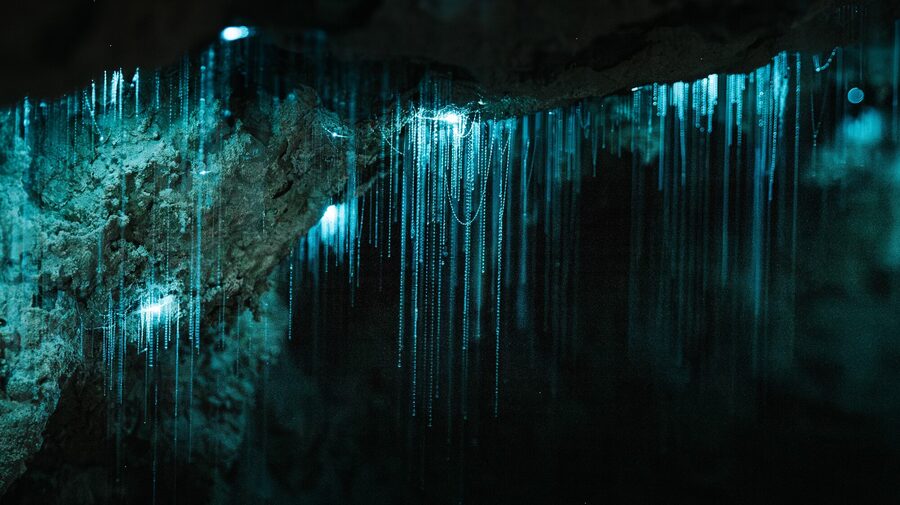 Glow-worms lighting a New Zealand limestone cave