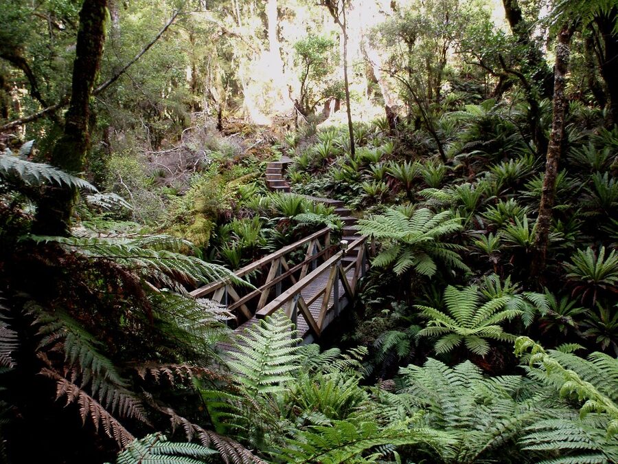 A small footbridge tucked among tree ferns in the forest