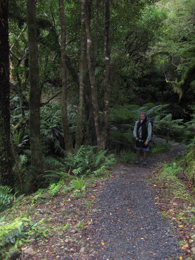 Walking through native forest under a fern canopy