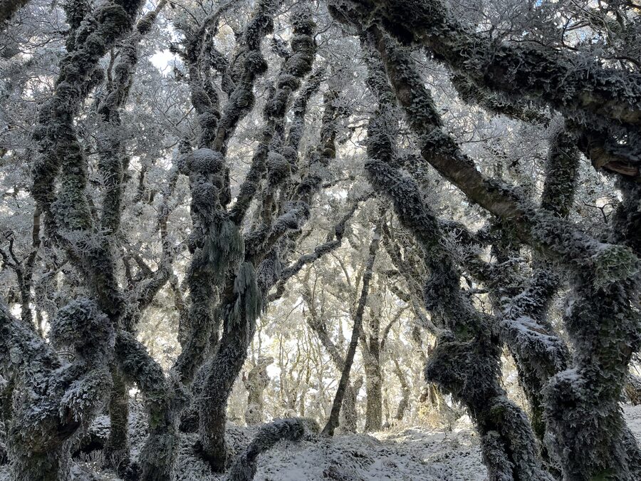 Frost clinging to the goblin forest canopy