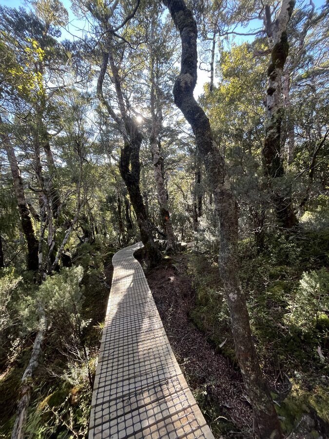 Boardwalk winding through sunlit goblin forest