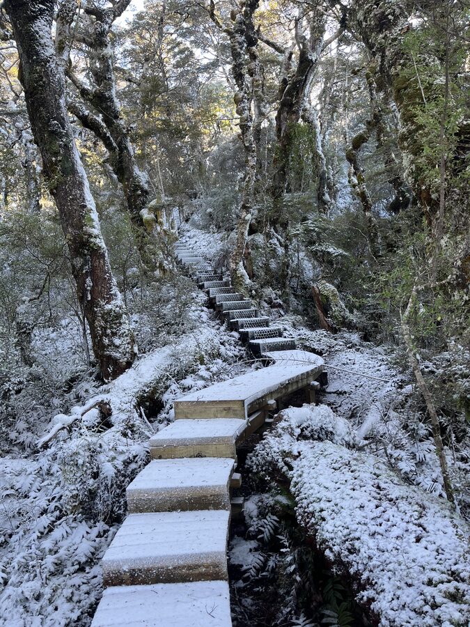 Snow-dusted steps climbing through the forest after a winter fall
