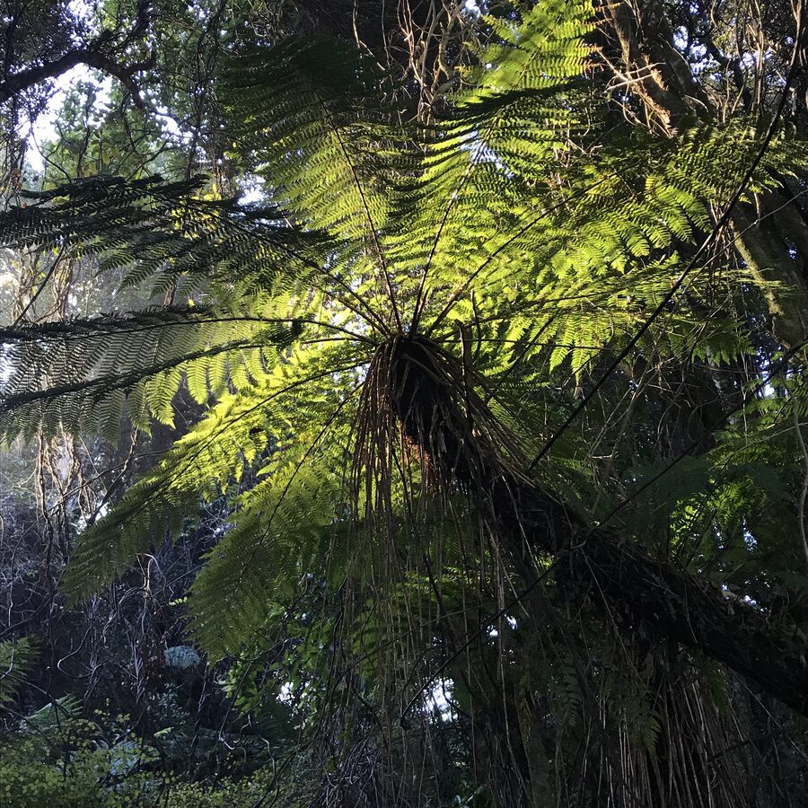 Sunlight through a tree fern beside the trail