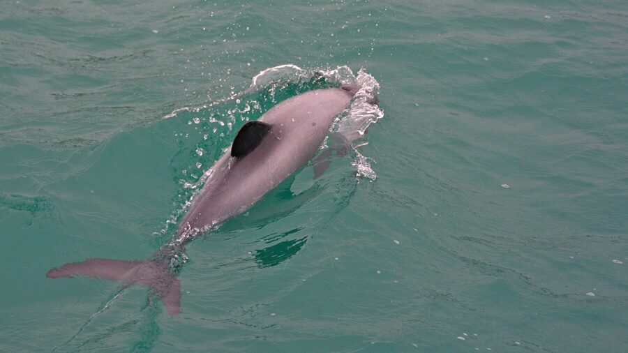 Two Hector's dolphins swimming close together