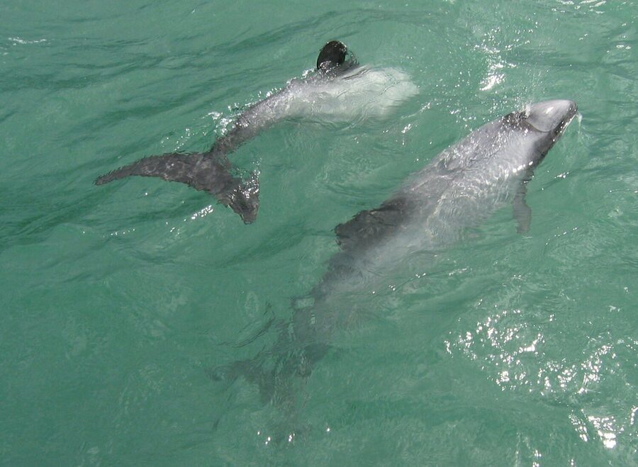 A Hector's dolphin surfacing, spraying water from its blowhole