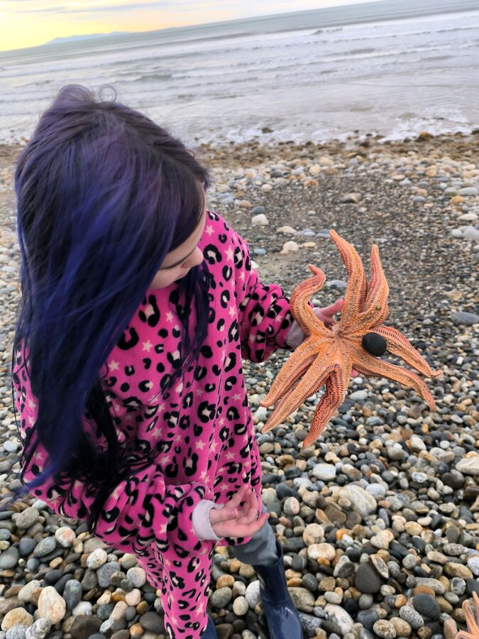 Starfish on the beach