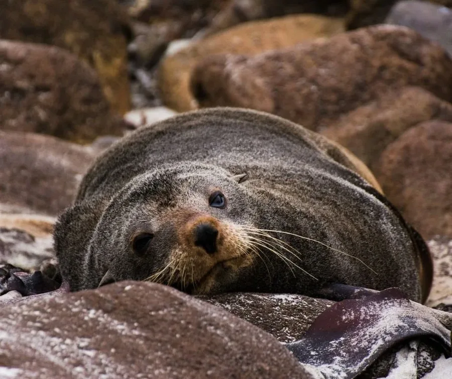 New Zealand fur seal