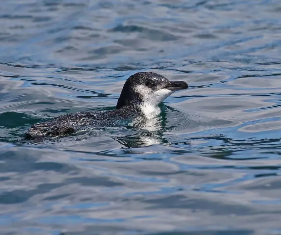 Little blue penguin