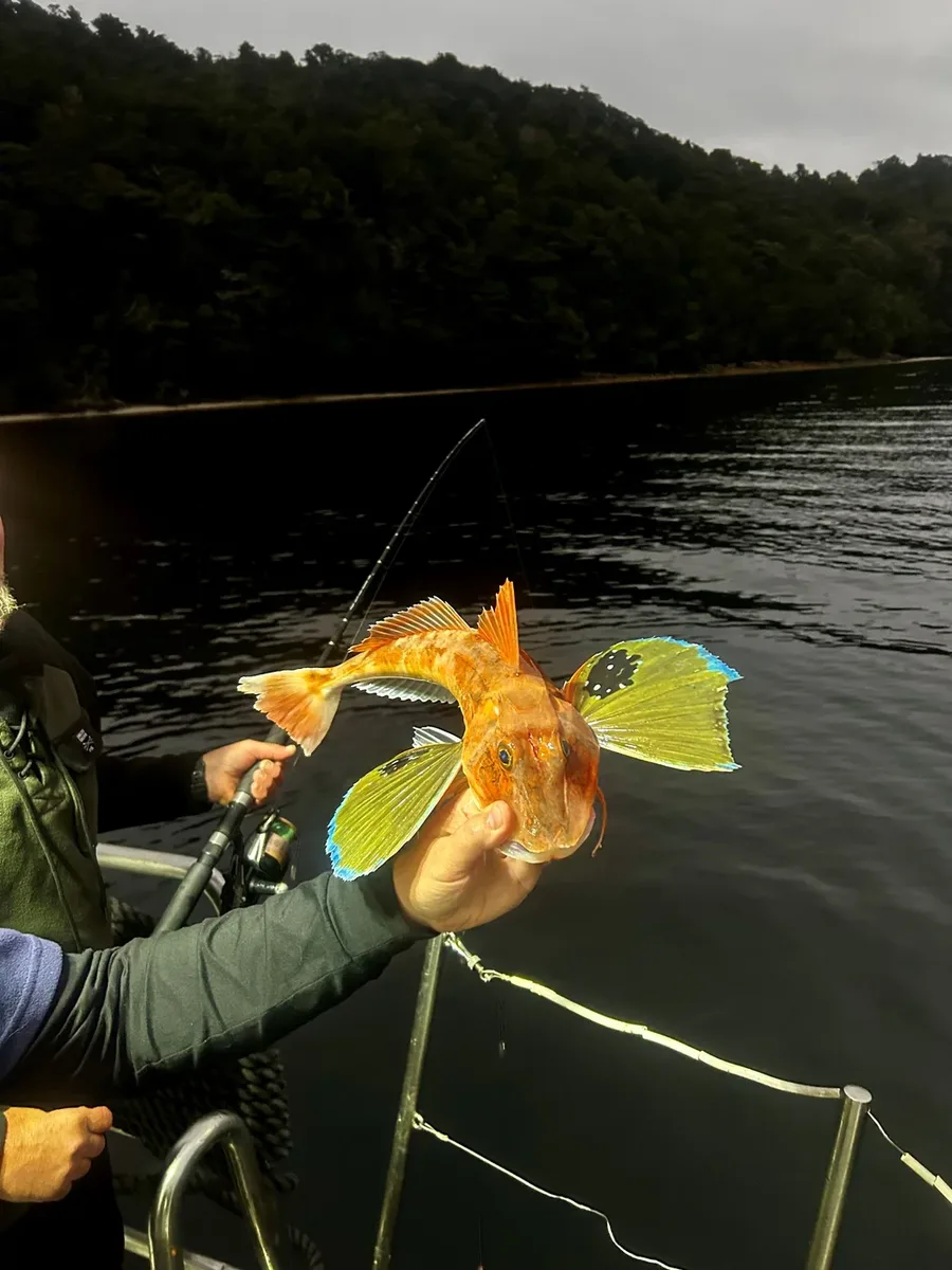 Red gurnard catch