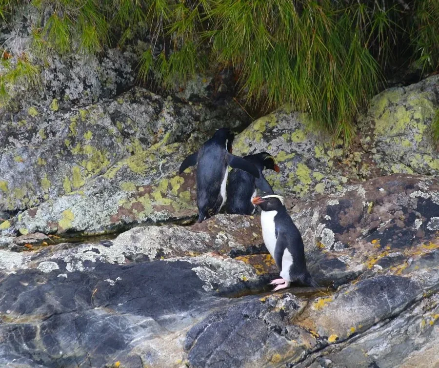 Fiordland crested penguins