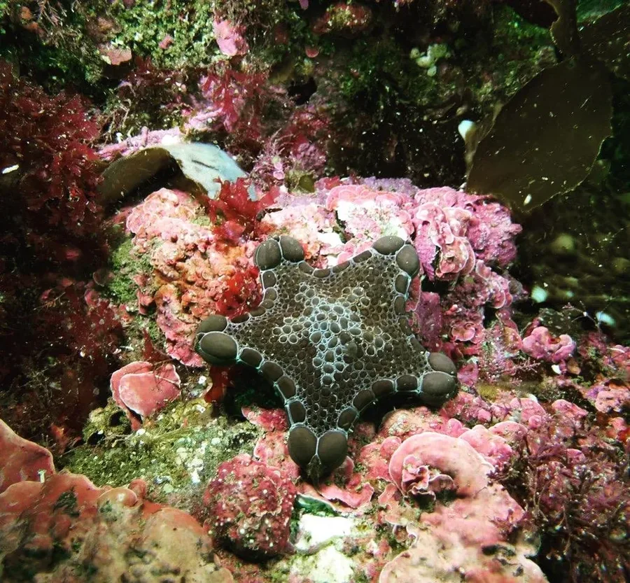 Reef starfish