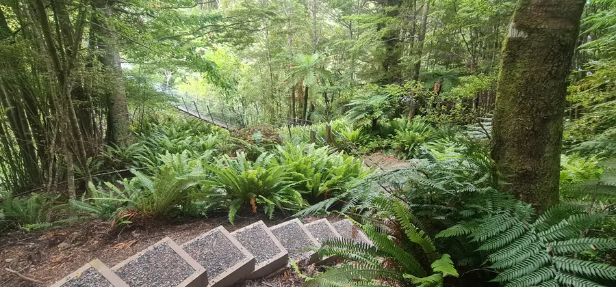 Steps down through the ferns on the way to the bridge