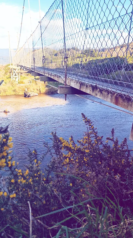The swingbridge from the riverbank, gorse in flower