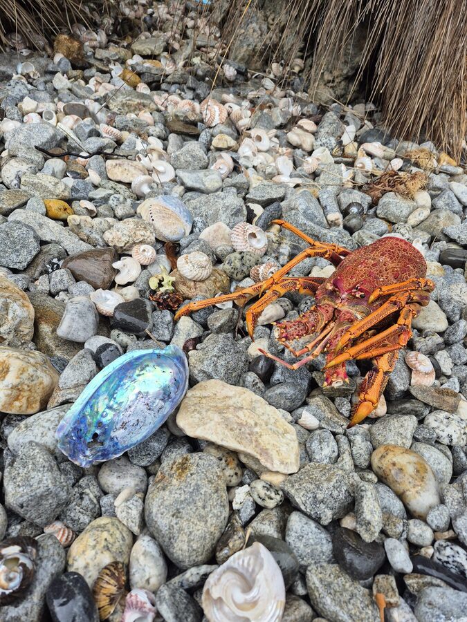 Paua shell and a southern rock lobster, washed up on the beach